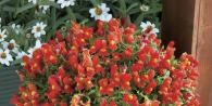 Snapdragon - instructions for growing an elegant flower bed Snapdragon ampelous cultivation