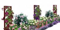 Clematis ja ruusu - täydellinen pari puutarhassa