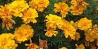 Marigolds are a great option