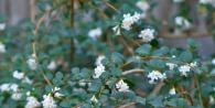 Snowberry bush planting and care in open ground photo and description Bush with white berries