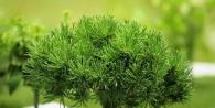 Caring for coniferous plants in winter Rules for preparing plants for wintering