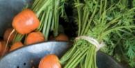 Keskikauden ja myöhäiset porkkanalajikkeet talvisäilytykseen Parhaat porkkanalajikkeet talvisäilytykseen
